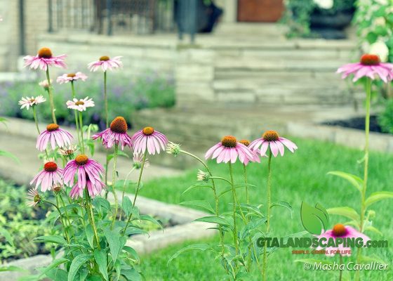 GTA-Landscaping-Castlefield-ave.-9